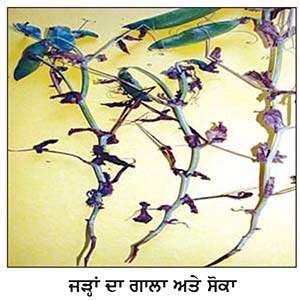ਮਟਰਾਂ ਦੀਆਂ ਬਿਮਾਰੀਆਂ ਦੀ ਸੁਚੱਜੀ ਰੋਕਥਾਮ