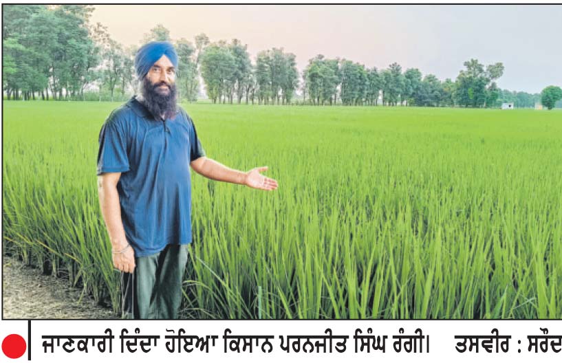 ਝੋਨੇ ਦੀ ਫ਼ਸਲ ’ਤੇ ਪੱਤਾ ਲਪੇਟ ਸੁੰਡੀ ਦਾ ਜ਼ਬਰਦਸਤ ਹਮਲਾ
* ਕਿਸਾਨ ਕਰ ਰਹੇ ਮਹਿੰਗੀਆਂ ਦਵਾਈਆਂ ਦਾ ਸਪਰੇਅ * ਮੌਸਮ ਕਾਰਨ ਵਧ ਰਹੀਆਂ ਨੇ ਬਿਮਾਰੀਆਂ-ਖੇਤੀਬਾੜੀ ਮਾਹਿਰ