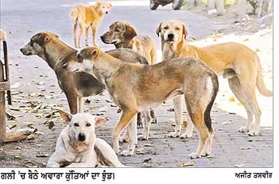 ਅਵਾਰਾ ਕੁੱਤਿਆਂ ਦੀ ਭਰਮਾਰ ਕਾਰਨ ਲੋਕਾਂ ’ਚ ਦਹਿਸ਼ਤ ਦਾ ਮਾਹੌਲ