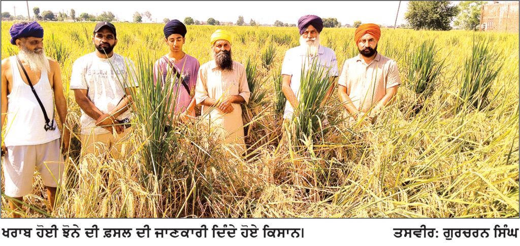 ਬੀਜ ਮਾੜਾ ਹੋਣ ਕਾਰਨ ਝੋਨੇ ਦੀ 50 ਏਕੜ ਫ਼ਸਲ ਹੋਈ ਖਰਾਬ- ਕਿਸਾਨ ਪ੍ਰੇਸ਼ਾਨ