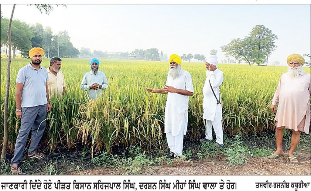 ਖੇਤੀਬਾੜੀ ਯੂਨੀਵਰਸਿਟੀ ਤੋਂ ਲਿਆਂਦੇ ਝੋਨੇ ਦੇ ਬੀਜ ’ਚ ਮਿਲਾਵਟ ਕਰਨ ਵਾਲੇ ਅਧਿਕਾਰੀ ਖਿਲਾਫ਼ ਕਾਰਵਾਈ ਦੀ ਮੰਗ