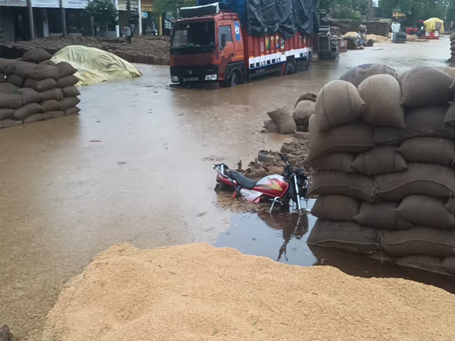 ਫਾਜ਼ਿਲਕਾ ਦੀ ਦਾਣਾ ਮੰਡੀ ਵਿਚ ਬੇ-ਮੌਸਮੀ ਬਾਰਿਸ਼ ਨੇ ਮਚਾਈ ਤਬਾਹੀ, ਪਾਣੀ ਵਿੱਚ ਡੁੱਬਿਆ ਝੋਨਾ