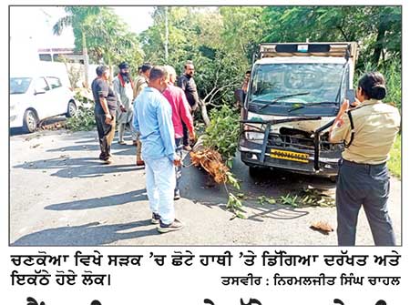 ਕੈਂਟਰ ਵਿਚ ਫਸ ਕੇ ਟੁੱਟੇ ਟਾਹਣੇ ਦੀ ਲਪੇਟ ’ਚ ਆਇਆ ਛੋਟਾ ਹਾਥੀ