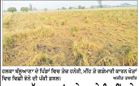 ਹਲਕਾ ਬੱਲੂਆਣਾ ’ਚ ਤੇਜ਼ ਹਨੇਰੀ, ਮੀਂਹ ਤੇ ਗੜੇਮਾਰੀ ਨੇ ਝੋਨੇ ਦੀ ਪੱਕੀ ਫ਼ਸਲ ਵਿਛਾਈ