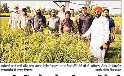 ਭਾਰੀ ਮੀਂਹ ਤੇ ਗੜੇਮਾਰੀ ਨਾਲ ਝੋਨੇ ਦੀ ਪੱਕੀ ਫ਼ਸਲ ਦਾ ਹੋਇਆ ਭਾਰੀ ਨੁਕਸਾਨ