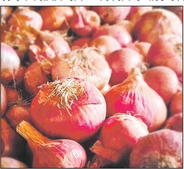 ਪਿਆਜ਼ ਨੇ ਕੱਢੇ ਲੋਕਾਂ ਦੇ ਹੰਝੂ, ਪ੍ਰਚੂਨ ਬਾਜ਼ਾਰ ’ਚ 70 ਰੁਪਏ ਕਿਲੋ ਹੋਈ ਕੀਮਤ
ਅਗਲੇ ਹਫ਼ਤੇ ਰਾਜਸਥਾਨ ਤੋਂ ਨਵੀਂ ਫ਼ਸਲ ਆਉਣ ਨਾਲ ਮਿਲੇਗੀ ਰਾਹਤ